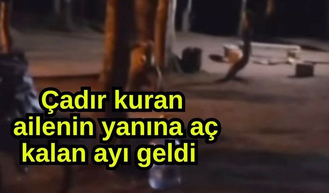 Çadır kuran ailenin yanına aç kalan ayı geldi (Video)