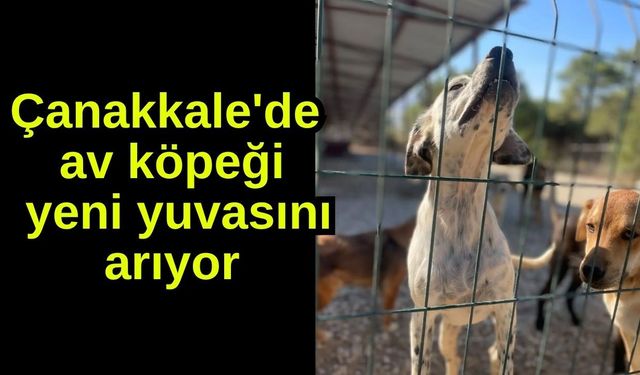 Çanakkale'de av köpeği yeni yuvasını arıyor