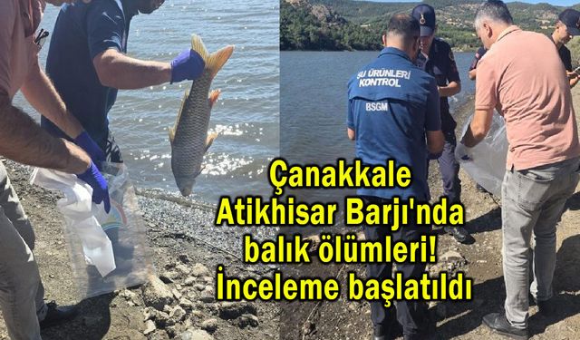 Çanakkale Atikhisar Barajı'nda balık ölümleri!