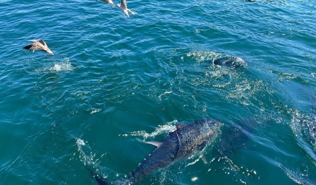 Marmara ve boğazlara geri döndüler (Video)