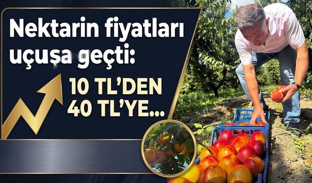 Nektarinde fiyatlar yükseldi (Video)