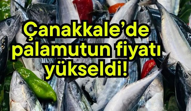 Çanakkale’de palamutun fiyatı yükseldi!