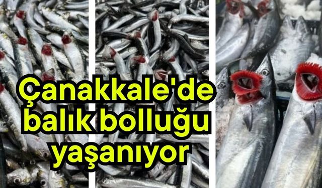Çanakkale'de balık bolluğu yaşanıyor