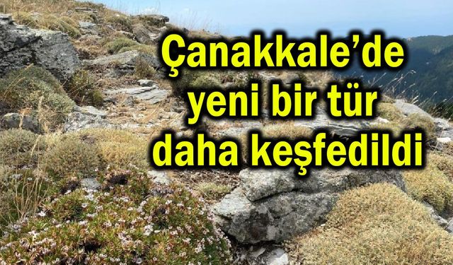 Çanakkale’de yeni bir tür daha keşfedildi