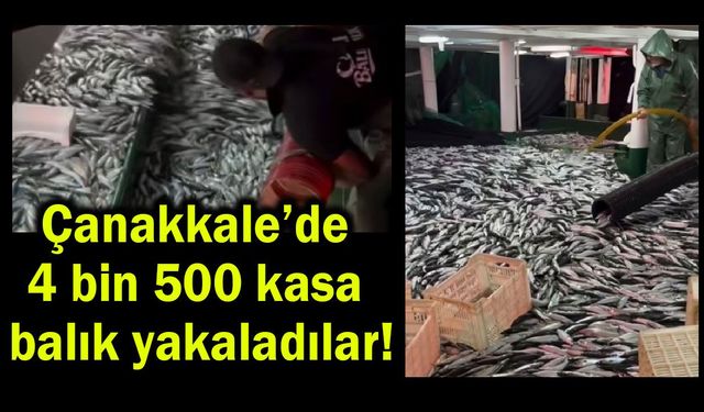 Çanakkale’de 4 bin 500 kasa balık yakaladılar!