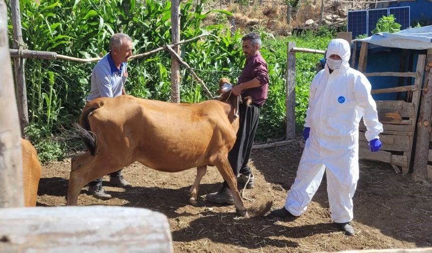 Adana'da şarbon hastalığı tespit edildi! Tüm hayvanlar karantinaya alındı