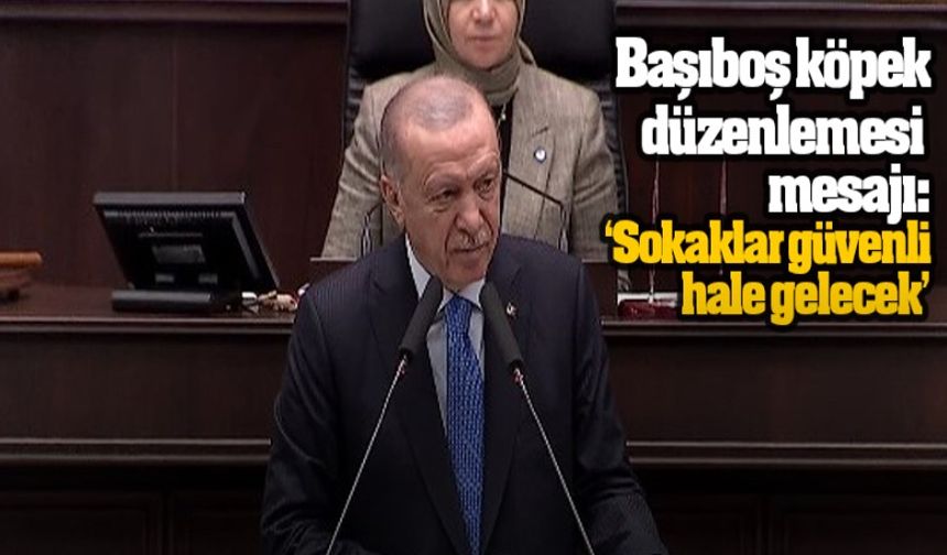 Cumhurbaşkanı Erdoğan'dan başıboş köpek düzenlemesi mesajı