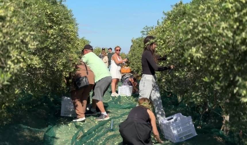 Bozcaadada 10 dakikada 16 buçuk kilogram zeytin topladılar (VİDEO)