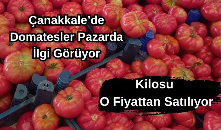 Çanakkale'de domatesler pazarda ilgi görüyor