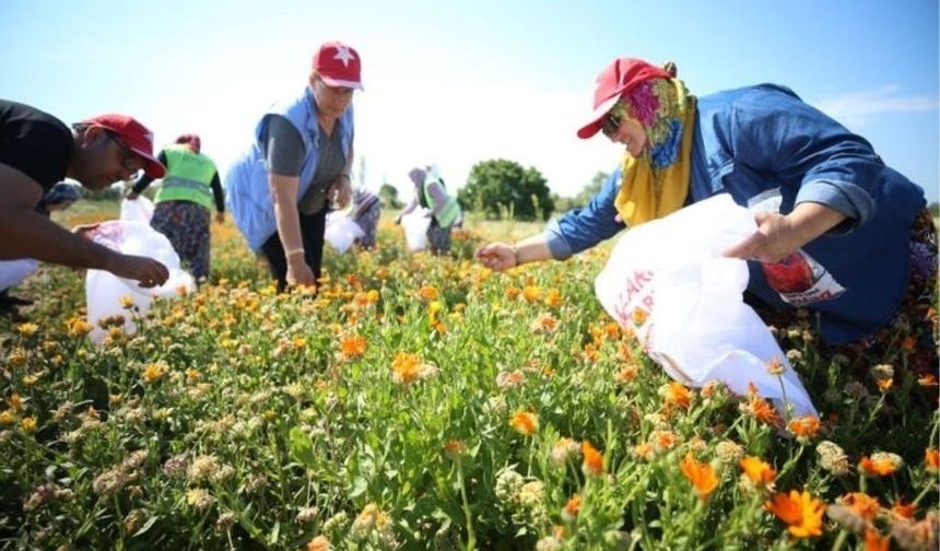 Çanakkale Savaşları'nın yaşandığı Tarihi Alan'da şifalı bitkiler kadınların elleriyle hayat buluyor