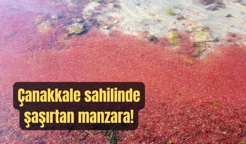 Çanakkale sahilinde şaşırtan manzara (TIKLA İZLE)