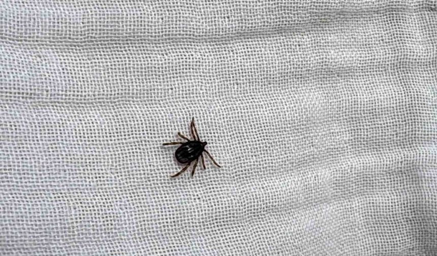 Havalar ısındı, kene korkusu başladı