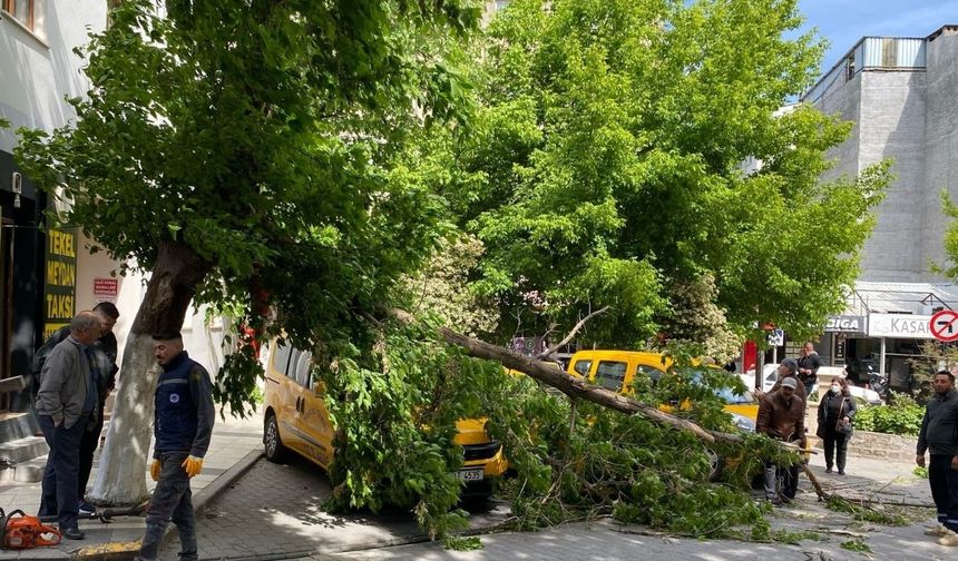 Çanakkale'de fırtınada kırılan ağaç dalı araçların üzerine devrildi