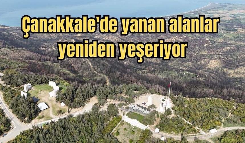 Çanakkale'de yanan alanlar yeniden yeşeriyor