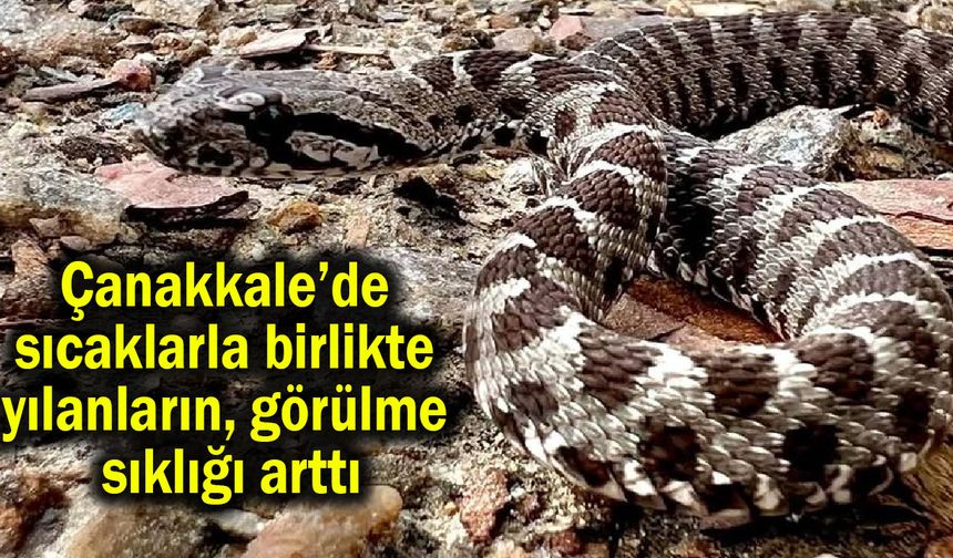 Çanakkale’de yılanların görülme sıklığı arttı