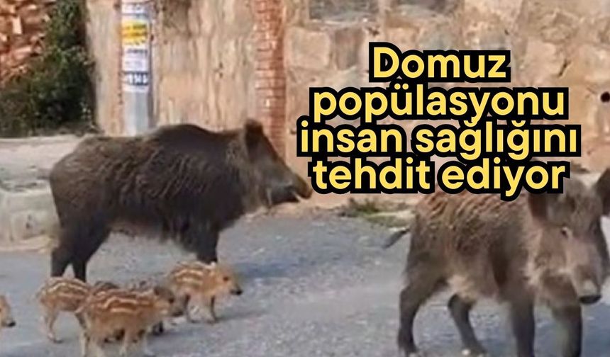 Domuz popülasyonu insan sağlığını tehdit ediyor
