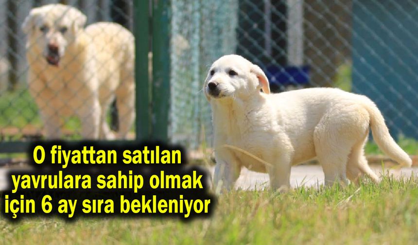 O fiyattan satılan yavrulara sahip olmak için 6 ay sıra bekleniyor (Video)