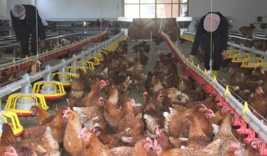 Tavuk eti üretimi aylık yüzde 2,6 arttı