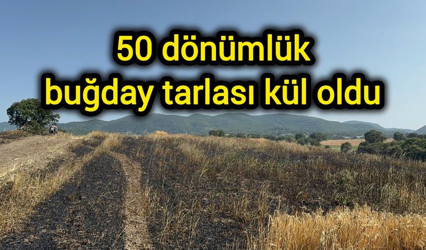 50 dönümlük buğday tarlası kül oldu