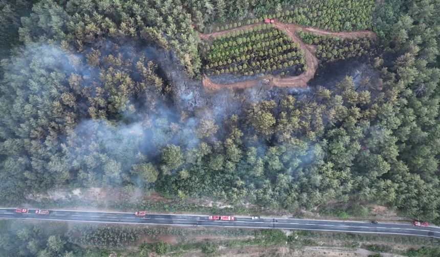 Bayramiç'teki orman yangını