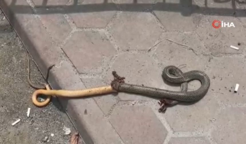 Kendisini ısıran yılanı poşete koyup acile geldi