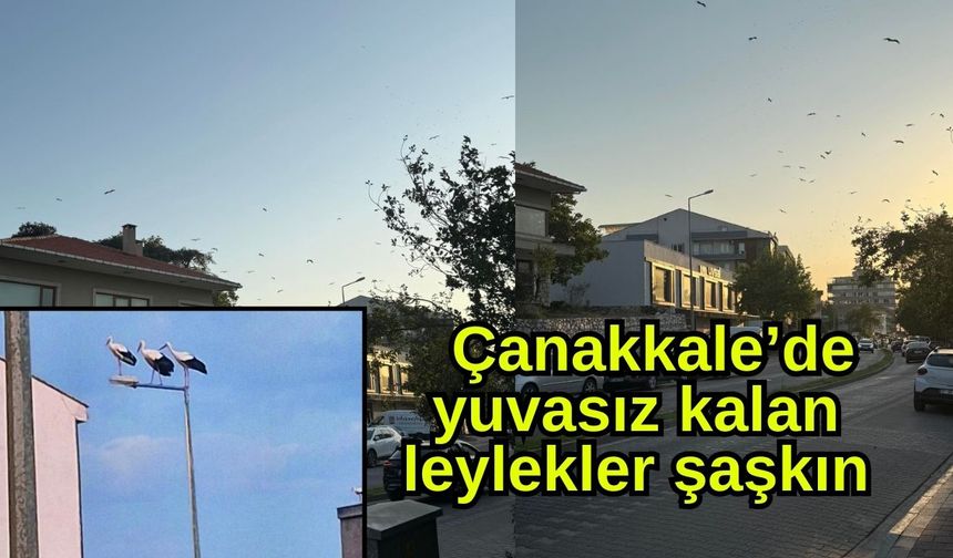 Çanakkale’de yuvasız kalan leylekler şaşkın