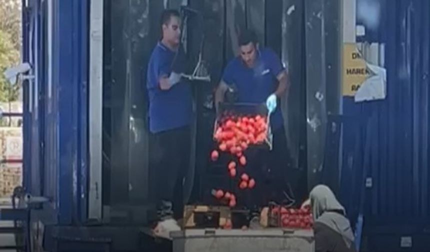 Kasa kasa domatesi çöpe attılar (Video)