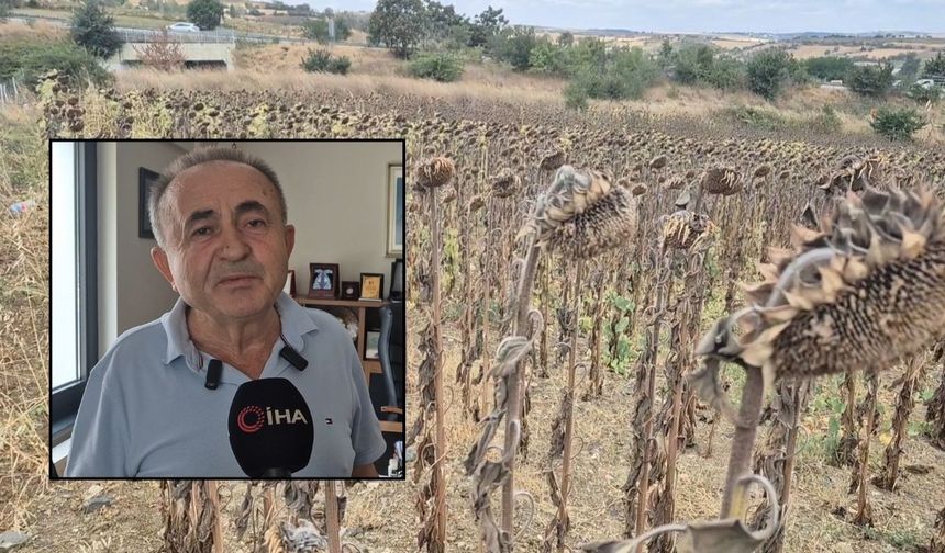 Çiftçi ayçiçeğinden uzaklaşacak (Video)