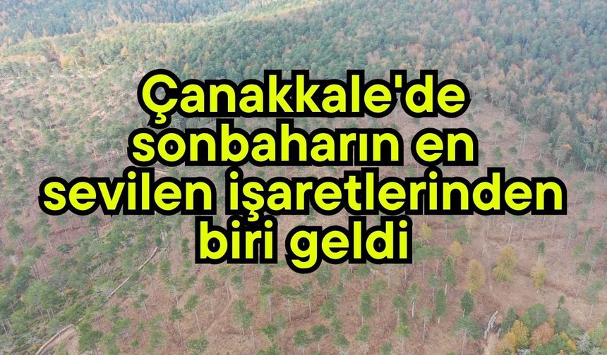 Çanakkale'de sonbaharın en sevilen işaretlerinden biri geldi