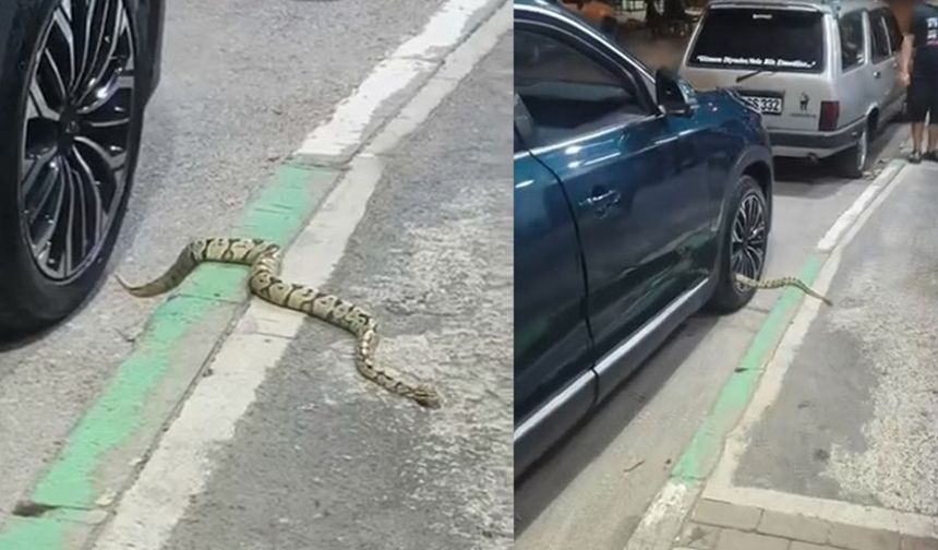 Otomobilin jantından yılan çıktı (Video)