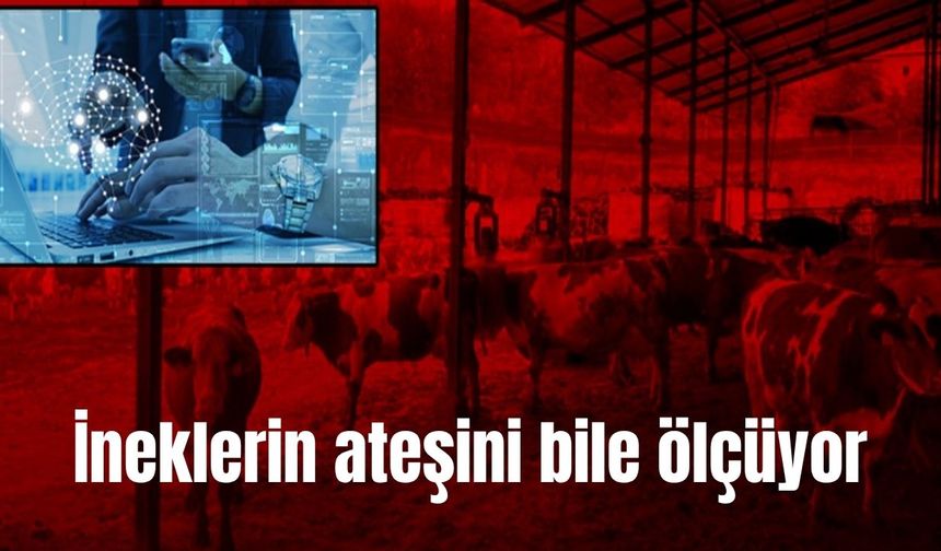Yapay zeka hayvancılıkta çığır açtı (Video)