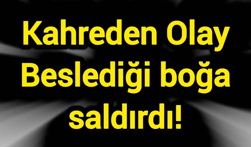 Kahreden Olay: Beslediği boğa saldırdı!