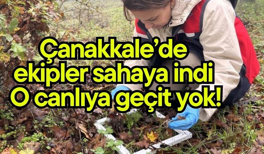 Çanakkale’de ekipler sahaya indi, o canlıya geçit yok!