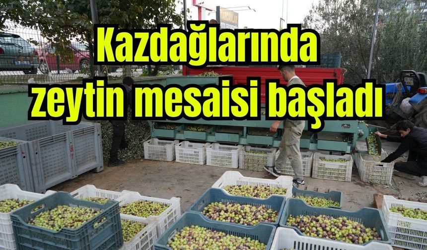 Kazdağları'nda tescilli yeşil çizik zeytin mesaisi başladı