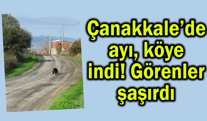 Çanakkale’de ayı, köye indi! Görenler şaşırdı (Video)