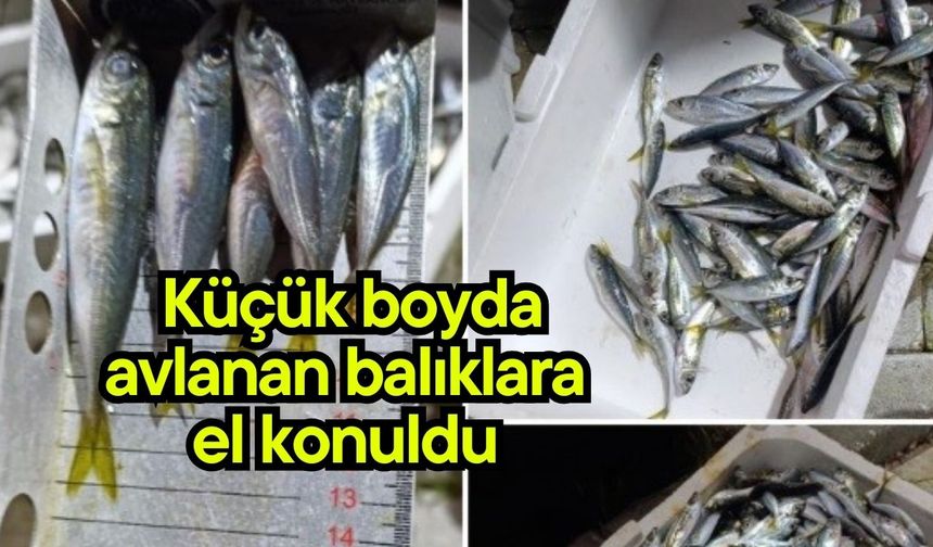Küçük boyda avlanan balıklara el konuldu