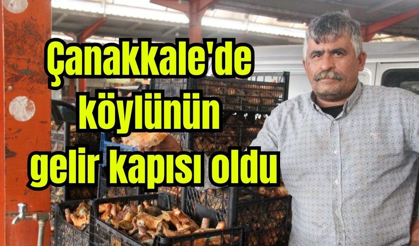 Çanakkale'de köylünün gelir kapısı oldu (Video)