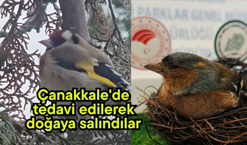 Çanakkale'de tedavi edilerek doğaya salındılar