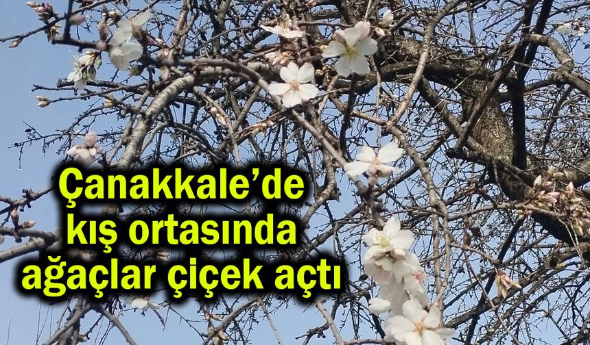Çanakkale’de kış ortasında ağaçlar çiçek açtı