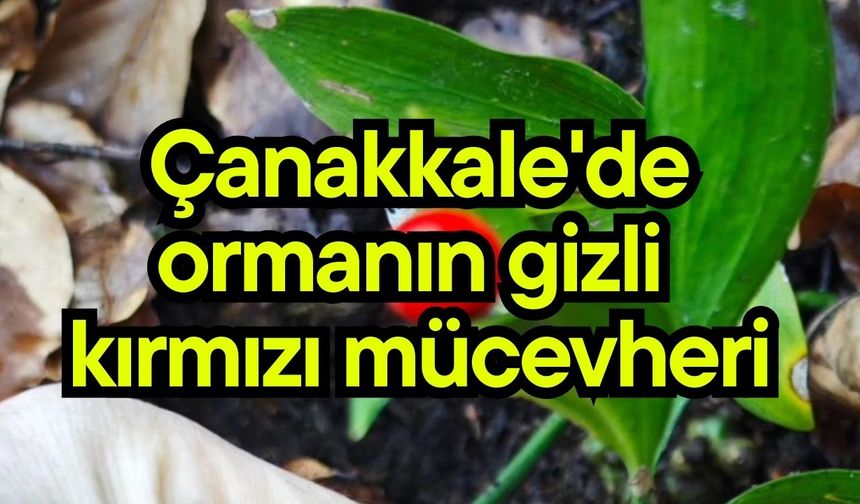 Çanakkale'de ormanın gizli kırmızı mücevheri