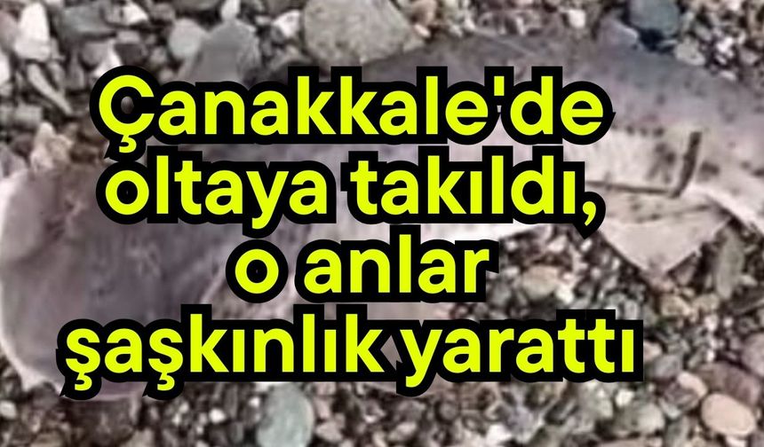 Çanakkale'de oltaya takıldı, o anlar şaşkınlık yarattı