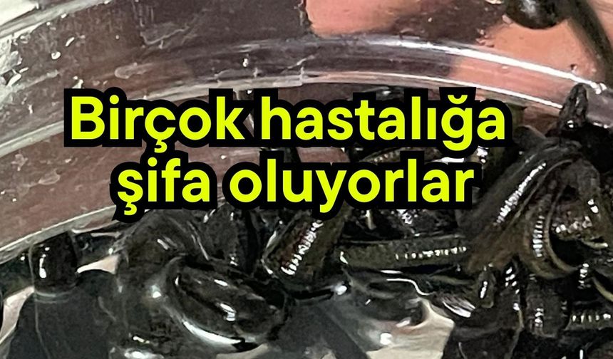 Birçok hastalığa şifa oluyorlar (Video)