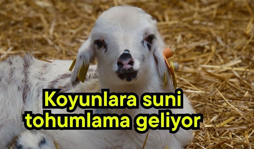 Koyunlara suni tohumlama geliyor (Video)