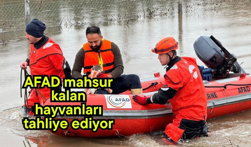 AFAD mahsur kalan hayvanları tahliye ediyor
