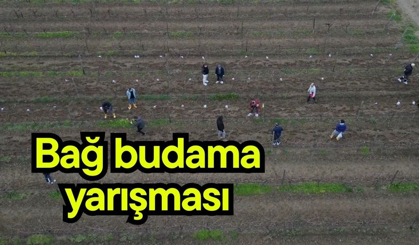 Bağ budama yarışması