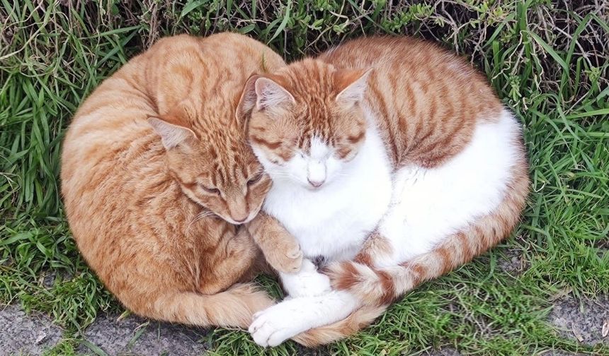 Çanakkale kedilerinden Sevgililer Günü pozu