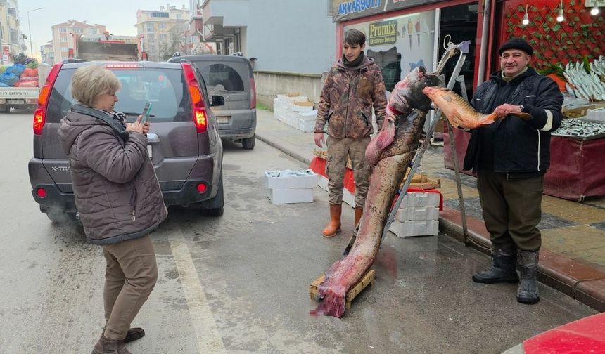 Taşkın dev balığı kıyıya attı: 102 kilo, 2.40 metre (Video)