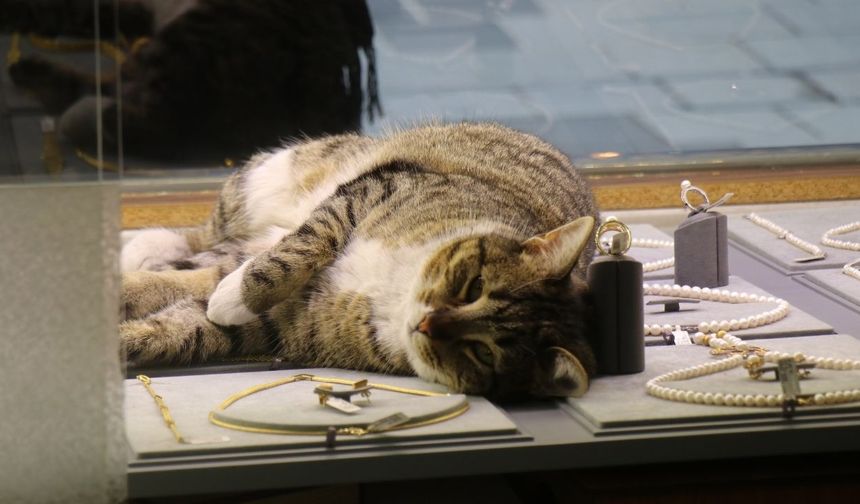 Bu kedi altınların arasında uyuyor (Video)