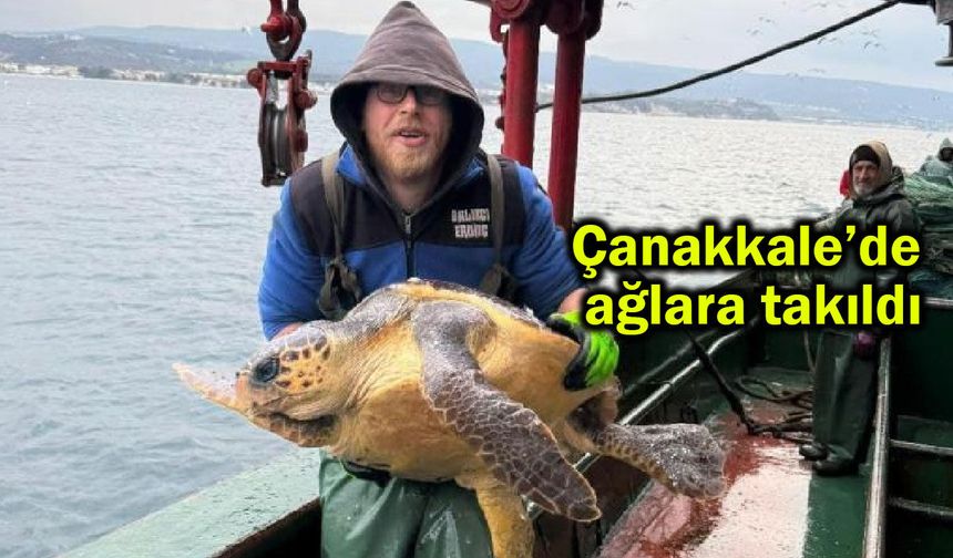 Çanakkale'de ağlara takıldı (Video)