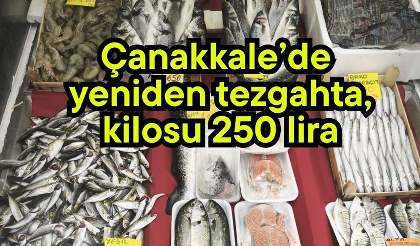 Çanakkale’de yeniden tezgahta, kilosu 250 lira
